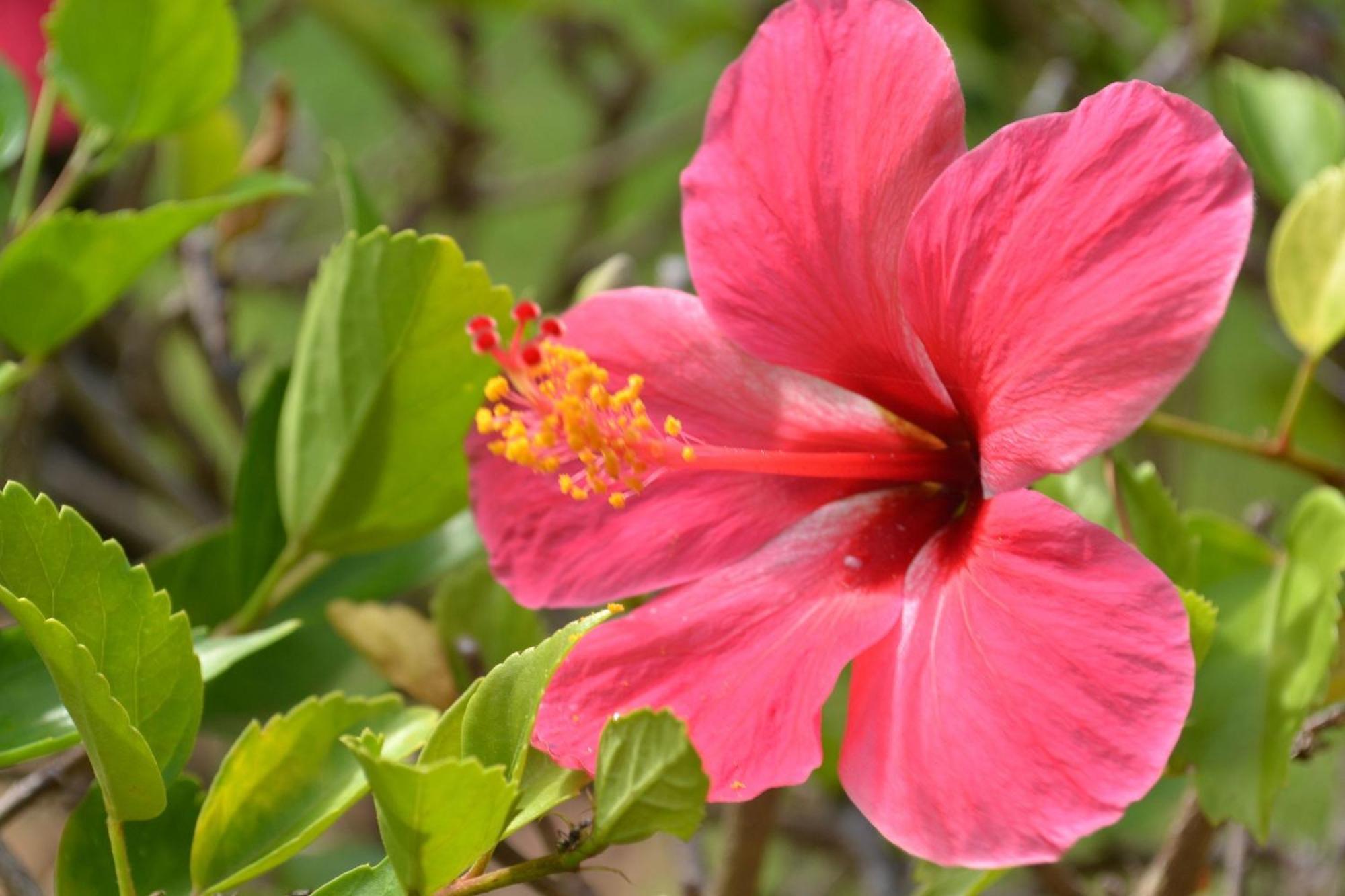 Pipa Beleza -